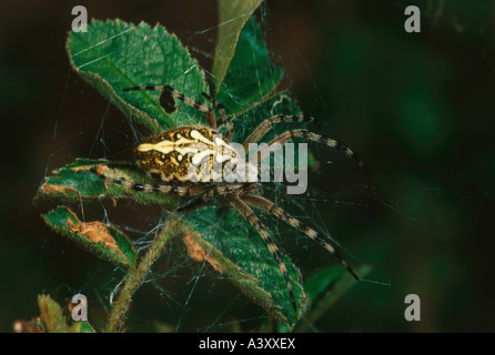 Zoologia / animali, ragno, ragni, Rovere spider, (Aculepeira ceropegia), nel web, distribuzione: Europa, Asia, Africa settentrionale, Foto Stock