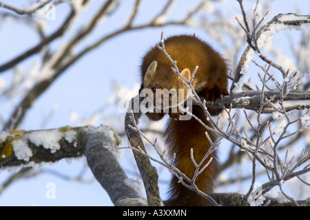 Unione martora (Martes martes), su albero, Germania Foto Stock