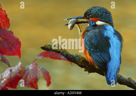 Fiume kingfisher (Alcedo atthis), in cerca di preda, Germania Foto Stock