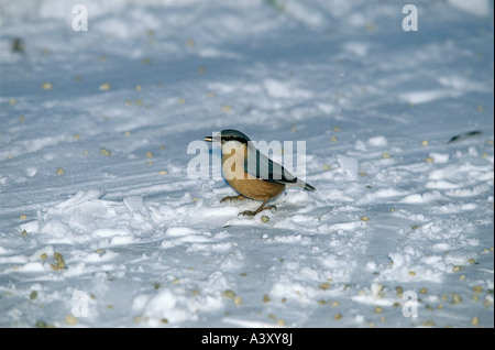 Zoologia / animali, uccelli / uccelli, Eurasian picchio muratore, (Sitta europaea), seduto nella neve, distribuzione: Europa e Asia Pacifico Foto Stock