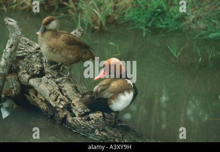 Zoologia / animali, uccelli / bird, rosso-crested Pochard, (Netta rufina), femmina e maschio su albero thrunk, seduti in acqua, distribu Foto Stock