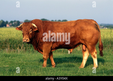 Zoologia / animali, mammifero / di mammifero, bestiame (Bos), gli animali domestici della specie bovina (Bos primigenius forma taurus), Limousin bovini, bull sta Foto Stock