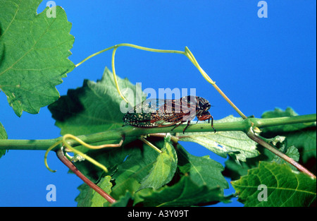 Zoologia / animali, insetti, Nuova Foresta Cicala, (Cicadetta montana), su impianto, distribuzione: Europa, animali, insetti, Cicadea, Foto Stock