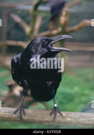 Zoologia / animali, uccelli / uccelli, comune Corvo Imperiale (Corvus corax), seduto sul ramo, distribuzione: emisfero settentrionale, animale, bi Foto Stock