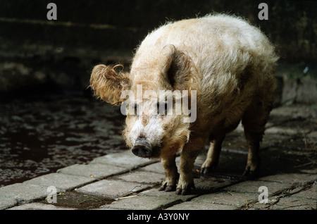 Zoologia / animali, mammifero / di mammifero, suini, Mangalitsa maiale, piedi, distribuzione: Ungheria, suino domestico, Sus scrofa forma dom Foto Stock