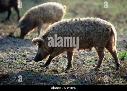 Zoologia / animali, mammifero / di mammifero, suini, Mangalitsa maiale, due maiali in piedi sul pascolo, distribuzione: Ungheria, suino domestico, Foto Stock