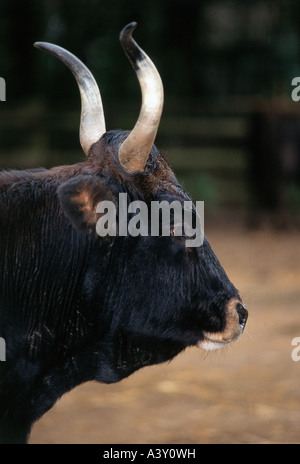 Zoologia / animali, mammifero / di mammifero, bovini, uro, (Bos primigenius taurus), in contenitore, distribuzione: Europa, animale, ru Foto Stock