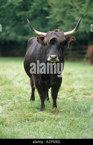 Zoologia / animali, mammifero / di mammifero, bovini, uro, (Bos primigenius taurus), in contenitore, in piedi sul prato, distribuzione Foto Stock