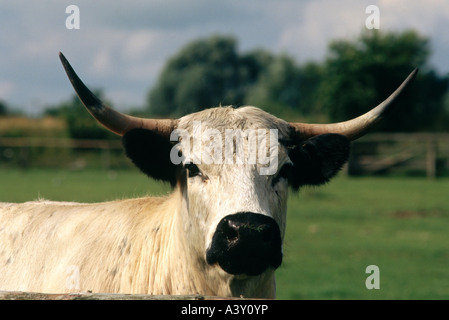 Zoologia / animali, mammifero / di mammifero, bestiame (Bos), bovini, (Bos primigenius forma taurus), bianco park, distribuzione: Europa, Foto Stock