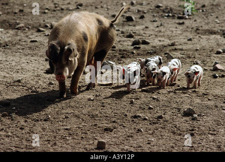 Zoologia / animali, mammifero / di mammifero, suini, Turopolje maiale, seminare con sette maialini, distribuzione: Croazia, Slovacchia, pi domestico Foto Stock