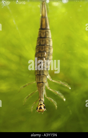 Pond beetle, stagno comune beetle (Acilius sulcatus), larve appeso al di sotto della superficie dell'acqua , Germania Baviera, Alta Baviera Foto Stock