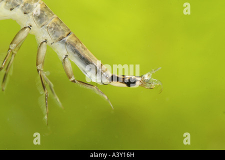 Pond beetle, stagno comune beetle (Acilius sulcatus), larve alimentazione sulle prede, in Germania, in Baviera, Alta Baviera Foto Stock