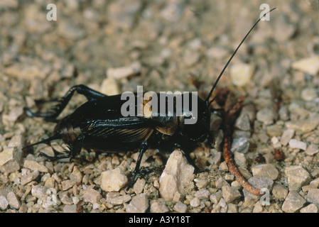 Zoologia / animali, insetti, cavallette, campo cricket, (Gryllus campestris), sul terreno di ghiaia, distribuzione: meridionali e centrali e Foto Stock