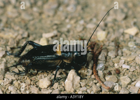 Zoologia / animali, insetti, cavallette, campo cricket, (Gryllus campestris), sul terreno di ghiaia, distribuzione: meridionali e centrali e Foto Stock