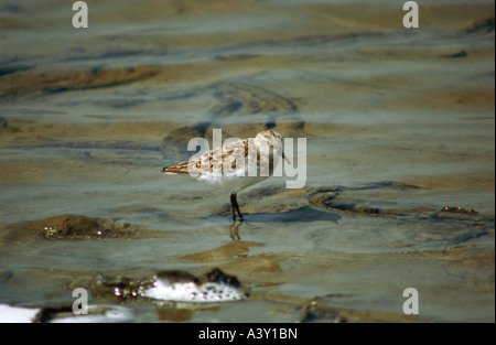 Zoologia / animali, uccelli / uccelli, Little stint, (Calidris minuta), in piedi in acqua, distribuzione: le zone artiche, animale, wading Foto Stock