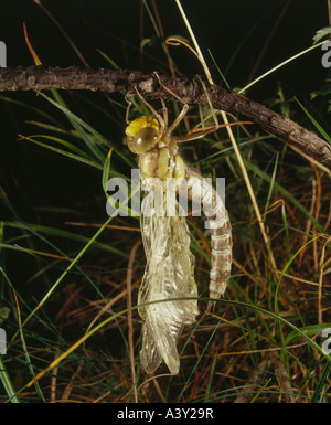 Zoologia / animali, insetti, dragonfly, Southern Hawker, (Aeshna cyanea), sul ramo, a tratteggio, distribuzione: Europa, Nord Africa, Foto Stock