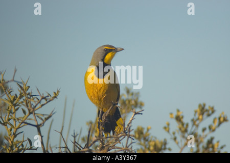 Bokmakierie Telophorus zeylonus zeylonus shrike Foto Stock