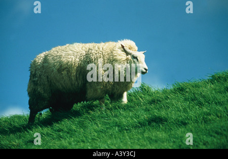 Zoologia / animali, mammifero / di mammifero, pecore, (Ovis), Texel, in piedi sul terrapieno, distribuzione: Europa, animali domestici, shee Foto Stock