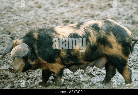 Zoologia / animali, mammifero / di mammifero, suini, Turopolje maiale femmina di maiale, distribuzione: Croazia, Slovacchia, suino domestico, anche-toad Foto Stock