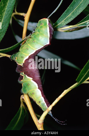 Zoologia / animali, insetti, farfalle, Puss Moth, (Cerura vinula), Caterpillar a ramo, Notondontidae, Lepidoptera, butterfly Foto Stock