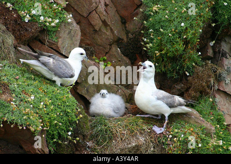 Northern fulmar (Fulmarus glacialis), con pulcino al nido, Regno Unito Foto Stock