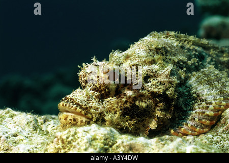 Zoologia / animali, pesci, Scorpaenidae, barbuto scorfani, (Scorpaenopsis barbatus), Mar Rosso, distribuzione: Mar Rosso a Phillip Foto Stock