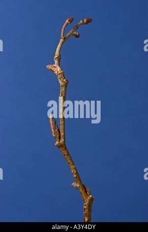 Ontani neri, ontano nero, europeo (ontano Alnus glutinosa), le gemme in inverno Foto Stock