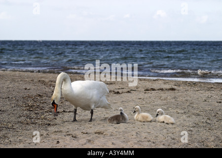 Cigno (Cygnus olor), Adulto con pulcini Foto Stock