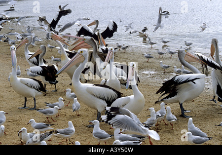 Pellicano australiano (Pelecanus conspicillatus), e gabbiani (Larus novaehollandie) sulla spiaggia, Australia Kangaroo Island, Sud Foto Stock