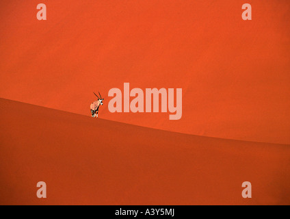 Gemsbock, beisa (Oryx gazella), nelle dune di sabbia di Sossusvlei, Namibia Foto Stock