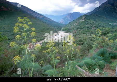 La ferula (ferula communis), fioritura nella valle del Fango, Francia, Corsica, Cinto-Bergland Foto Stock