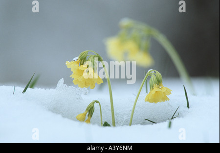 Oxlip, primula (Primula elatior), fioritura in primavera dopo la fine nevicata, in Germania, in Baviera, Prealpi, Foto Stock