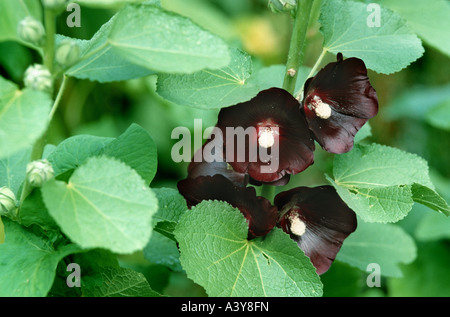 Nero (hollyhock Alcea rosea var. nigra, Alcea rosea 'Nigra', Alcea rosea Nigra), fioritura Foto Stock