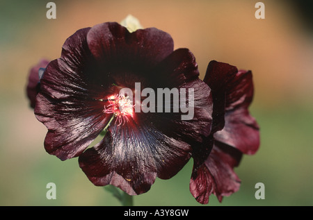Nero (hollyhock Alcea rosea var. nigra, Alcea rosea 'Nigra', Alcea rosea Nigra), fiore Foto Stock