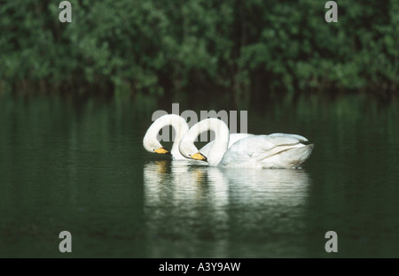 Whooper swan (Cygnus Cygnus), giovane toelettatura, Finlandia, Aland Foto Stock