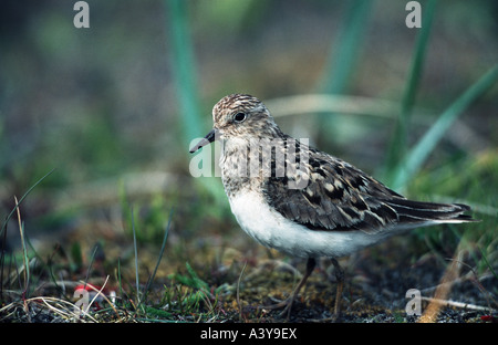 Di Temminck stint (Calidris temminckii), Norvegia, Penisola Varanger Foto Stock