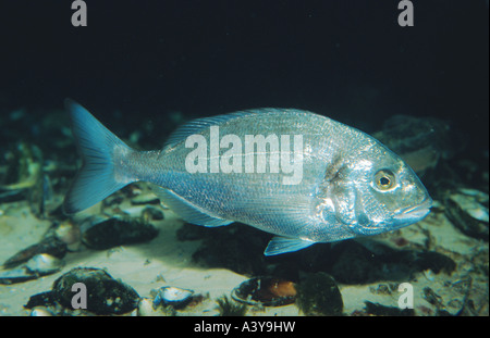 Branzino, orata (Sparus auratus) Foto Stock