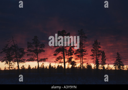 Pini nella luce di mezzogiorno, Svezia, Lapponia, Muddus NP Foto Stock