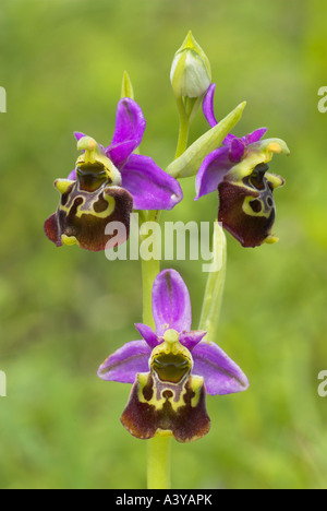 Più tardi spider orchid (Ophrys holosericea), fiori, Germania Foto Stock