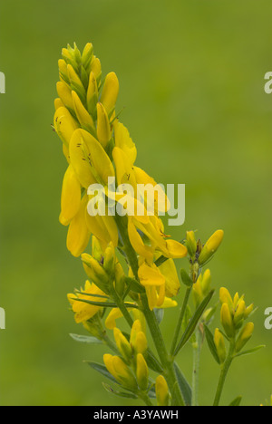 Dyer's greenweed, Dyer's greenweed (Genista tinctoria), infiorescenza, Germania Foto Stock