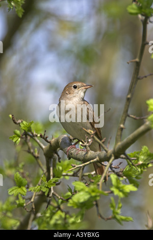 Nightingale (Luscinia megarhynchos), seduto su un ramo Foto Stock