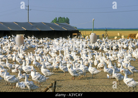 Oca domestica (Anser anser f. domestica), pullulano di animali a geesefarm, Ungheria Foto Stock