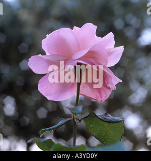 Una rosa rosa testa Foto Stock