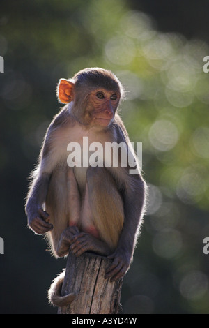 Scimmia rhesus, macacque Rhesus (macaca mulatta), seduto su un palo Foto Stock