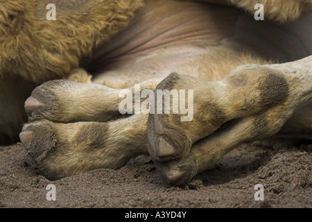 Bactrian camel, due-humped camel (Camelus bactrianus), ai piedi di un animale sdraiato Foto Stock