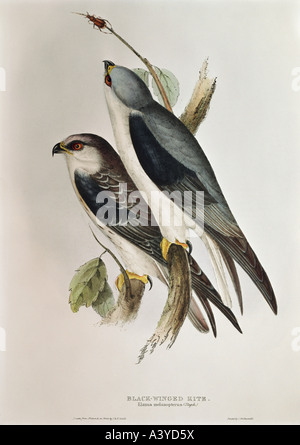 Zoologia / animale, aviano / uccello, accipitridae, aquilone alato nero, (elanus caerulus), litografia a colori, di John Gould (1804 - 1881), da 'Uccelli d'Europa', volume i, Londra, 1832 / 1837, collezione privata, , Foto Stock