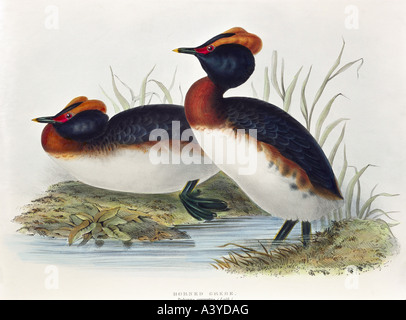 Zoologia / animale, aviano / uccello, podicipedidae, avoniano grebe, (podiceps auritus), litografia a colori, di John Gould (1804 - 1881), da 'Uccelli d'Europa', Londra, 1832 / 1837, collezione privata, , Foto Stock