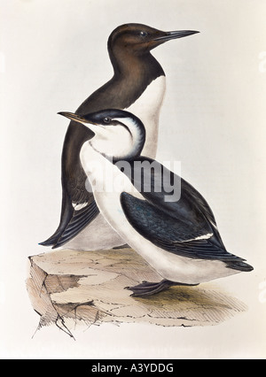 Zoologia / animale, aviano / uccello, alcidae, comune guillemot, (uria aalge), riproduzione, riposo (fronte), litografia a colori, di John Gould (1804 - 1881), da 'Uccelli d'Europa', Londra, 1832 / 1837, collezione privata, , Foto Stock