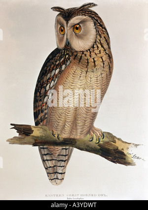 Zoologia / animale, aviano / uccello, strigidae, faraone aquila gufo, (bubo ascalphus), litografia a colori, di Edward Lear, da 'Uccelli d'Europa', di John Gould (1804 - 1881), Londra, 1832 / 1837, collezione privata, Foto Stock