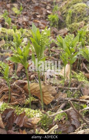 Cani di mercurio (Mercurialis perennis), le piante maschio Foto Stock